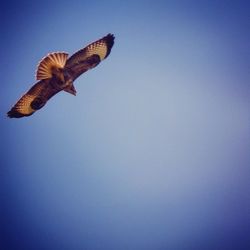 Low angle view of bird flying against blue sky