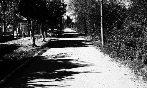 Narrow walkway along trees