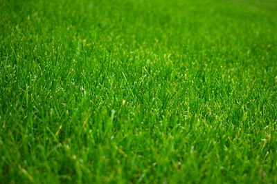 Full frame shot of green field