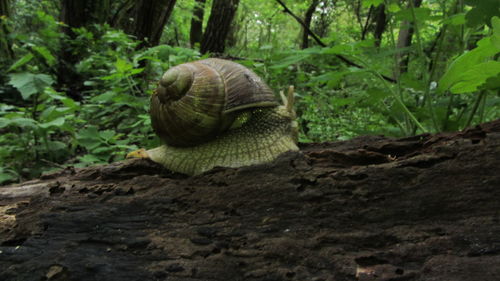 Close-up of snail on tree trunk