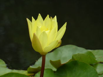 Close-up of yellow water lily