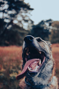 Close-up of a dog