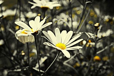 Close-up of white flower