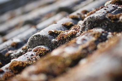 Close-up of crab on rock