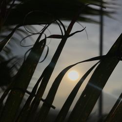 Close-up of tree against sky at sunset