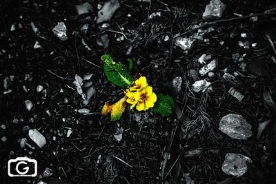 Close-up of yellow flower