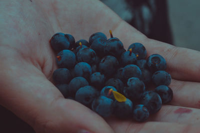Close-up of hand holding berries