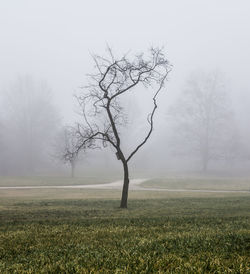 Bare tree on landscape against the sky