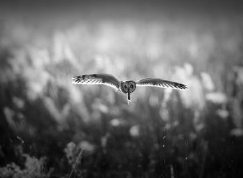 Short-eared owl flying over field