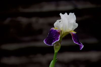 Close-up of purple flowering plant