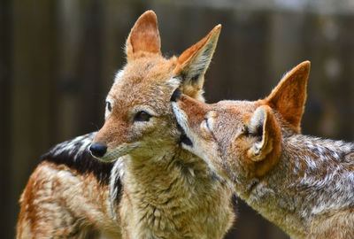 Close-up of jackals standing outdoors