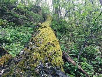 Moss growing on rocks in forest