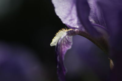 Close-up of purple flower