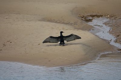High angle view of a horse on beach