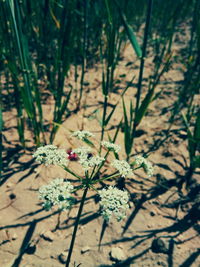 High angle view of flowering plants on land