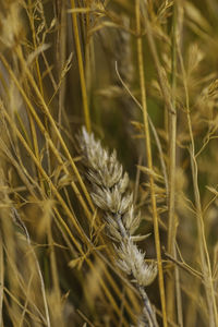 Close-up of wheat growing on field