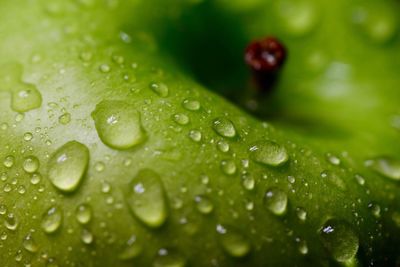 Full frame shot of wet granny smith apple