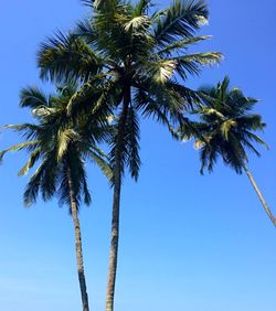 Palm trees, sun and sky