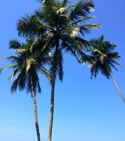 Low angle view of palm trees against clear blue sky