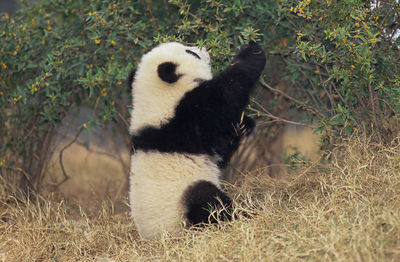 View of panda eating plants