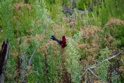 Crimson rosella in bush