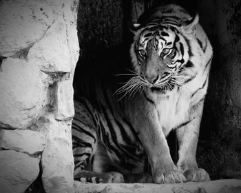 Close-up of tiger on rock