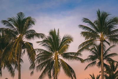Low angle view of palm trees against sky
