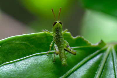 Close-up of insect on leaf