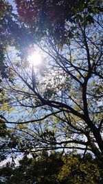 Low angle view of trees in forest