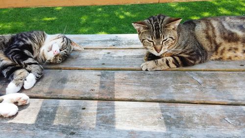 Cats resting outdoors