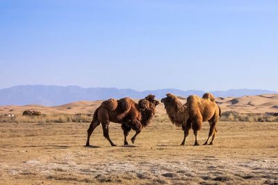 Horses grazing on field against clear sky