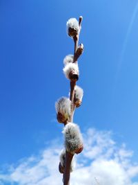 Low angle view of white flowers against sky