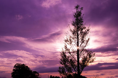 Silhouette tree against dramatic sky during sunset