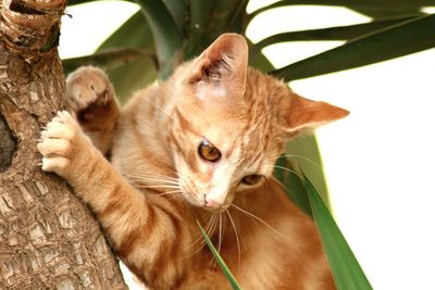 Close-up portrait of a cat