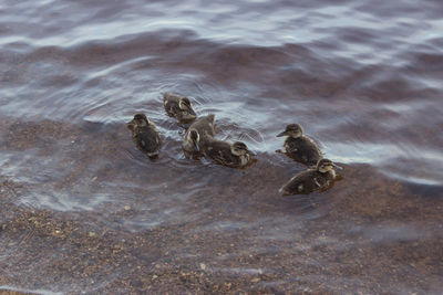 High angle view of ducklings swimming on water