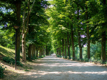 Road amidst trees in forest