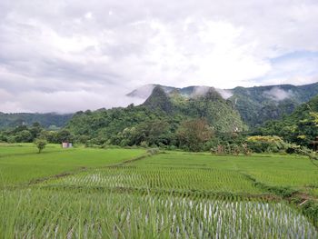 Scenic view of agricultural field against sky