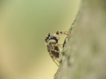 Close-up of insect