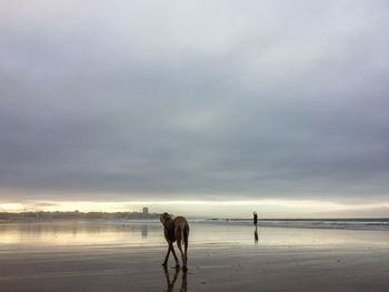 View of horse on beach against sky