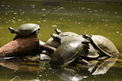 Close-up of turtle in lake