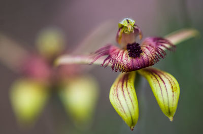 Close-up of purple flower