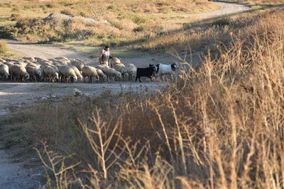 View of sheep on landscape