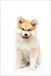Close-up of cute dog sitting on white background