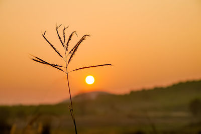 Close-up of silhouette plant on field against orange sky