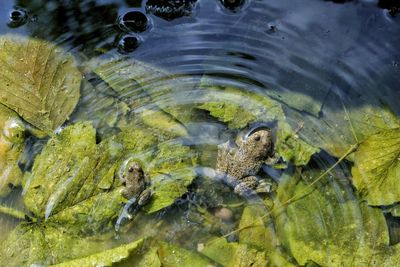 High angle view of fish swimming in sea