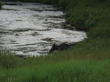 Scenic view of grass in water