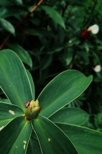 High angle view of green leaf on plant