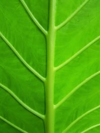 Full frame shot of green leaves