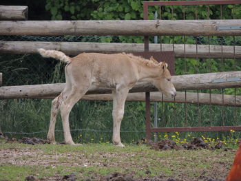 Horse standing on field