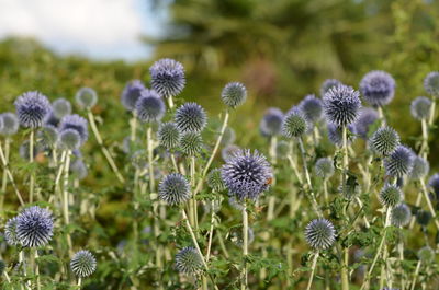 Close-up of purple flowering plants on field